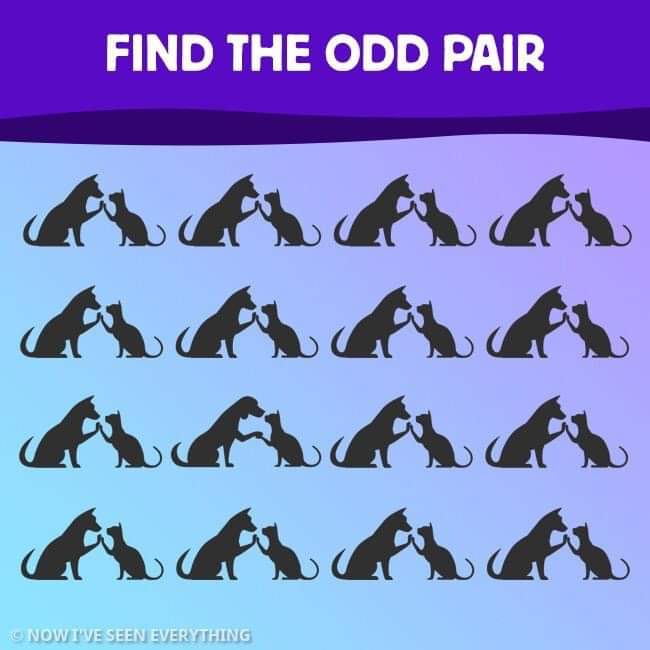 Find The Odd One Out in 12 Images to Exercise Your Brain Like a Champion