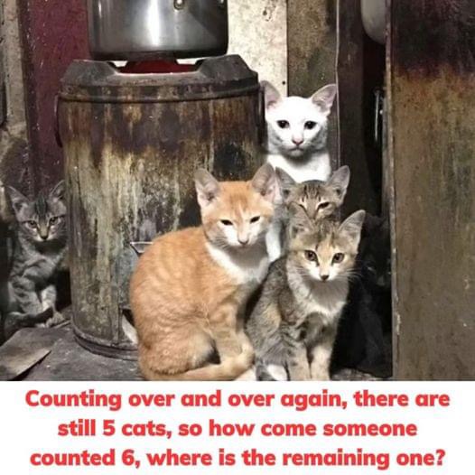 Counting over and over again, there are still 5 cats, so how come someone counted 6, where is the remaining one?