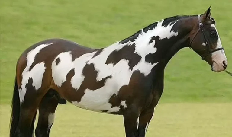 Only Those With High IQs Will Spot The Second Horse in This Head Scratching Optical Illusion