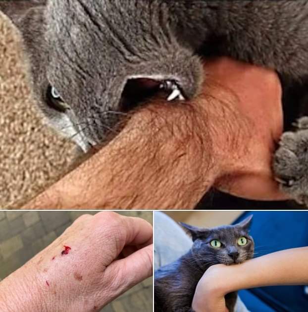 If the cat bites you, here’s what it really means…  Check comments 👇🏻 🐈