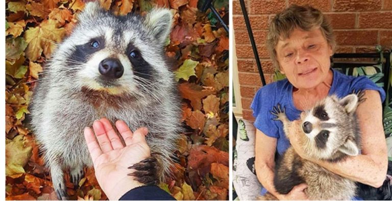 Raccoon Still Comes Back To Visit The Woman, Who Saved Him 3 Years Later