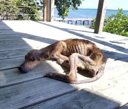 Starving dog found on desert island just days from death – traveler springs into action with only 48 hours to spare