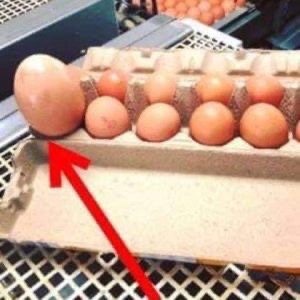 A farmer found a huge egg under a chicken – when he saw what came out of it, he couldn’t believe his eyes. Full story in the first comment 👇👇