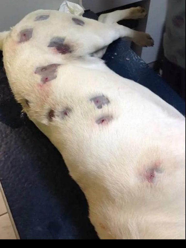 She thought dog was full of bites – then vet looks closer and calls the police