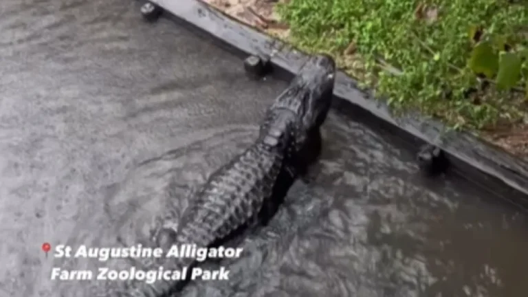 👀 LATEST: Footage Of Gators During Hurricane Milton Is Straight Out Of Jurassic Park Vid below👇