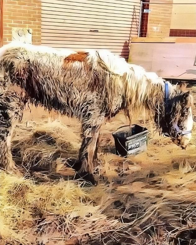 Starving horse Heidi is dumped in mud and left to di:e – volunteers save her and now she’s winning awards