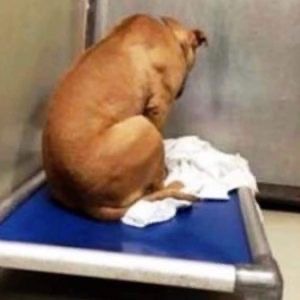 Dog Is Broken After His Adoption Falls Through, So He Stares At A Wall All Day, Then Something Happened… 😭 Check The comment below..