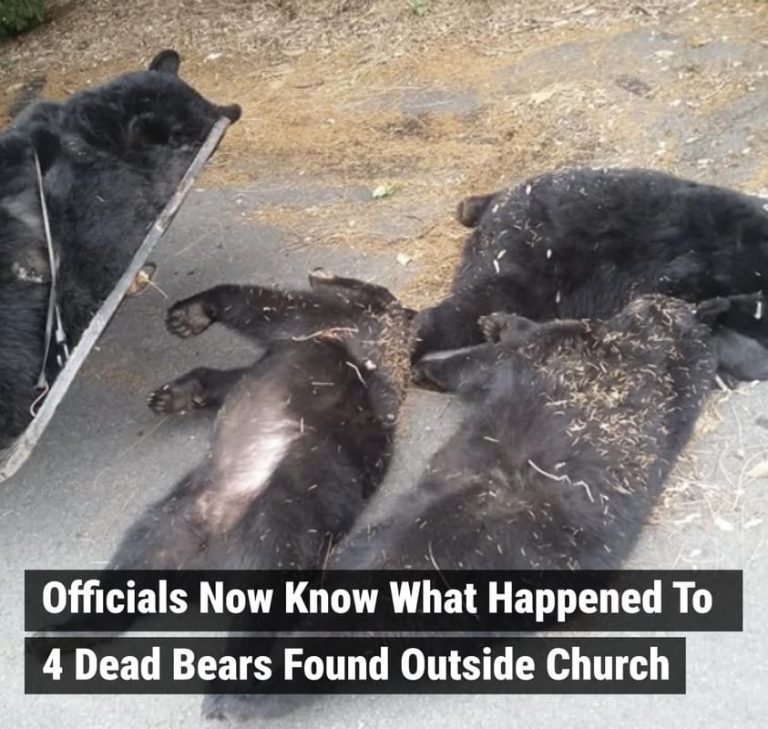 Officials Now Know What Happened To 4 Dead Bears Found Outside Church