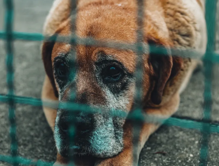 Adopting the Senior Dog with Limited Time Left at the Shelter