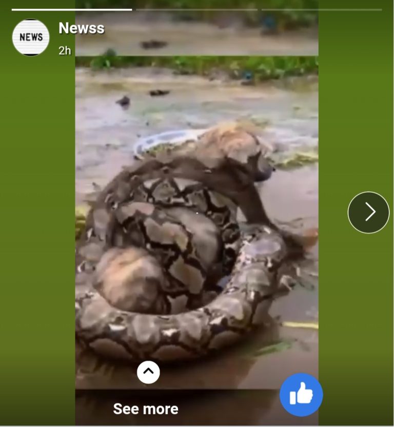 Heroic Rescue: Dog Saved from Python Attack