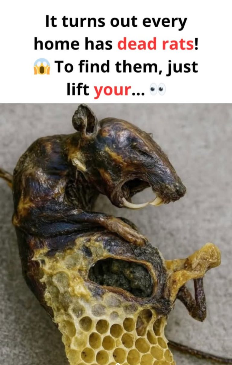 It Turns Out Every Home Hides a Dark Secret Beneath Its Floors — What This Man Found When He Lifted His  Carpet Will Make Your Skin Crawl