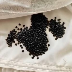 While cleaning, I found small black grains under my mattress—at first, I thought they were insect eggs. They looked like tiny coals, hard and dry. I was shocked when I realized what they really were. Have you ever seen anything like this? (check in the first comment)