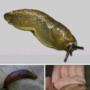 Did you know that when a SLUG visits your house it means that you have…See more