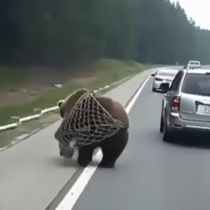 While driving, I saw a bear caught in a net, struggling to break free
