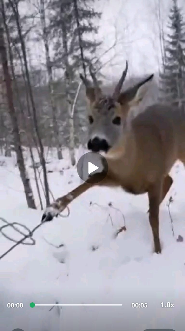 A Cry That Echoed Through the Forest… Until One Human Act Changed Everything