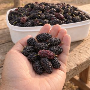 Have you ever tasted it? Do you know what it’s called? This seasonal fruit now improves eyesight and regulates blood pressure, but it should be eaten like this read is … See more