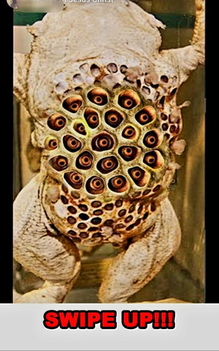 Surinam toadSurinam toad