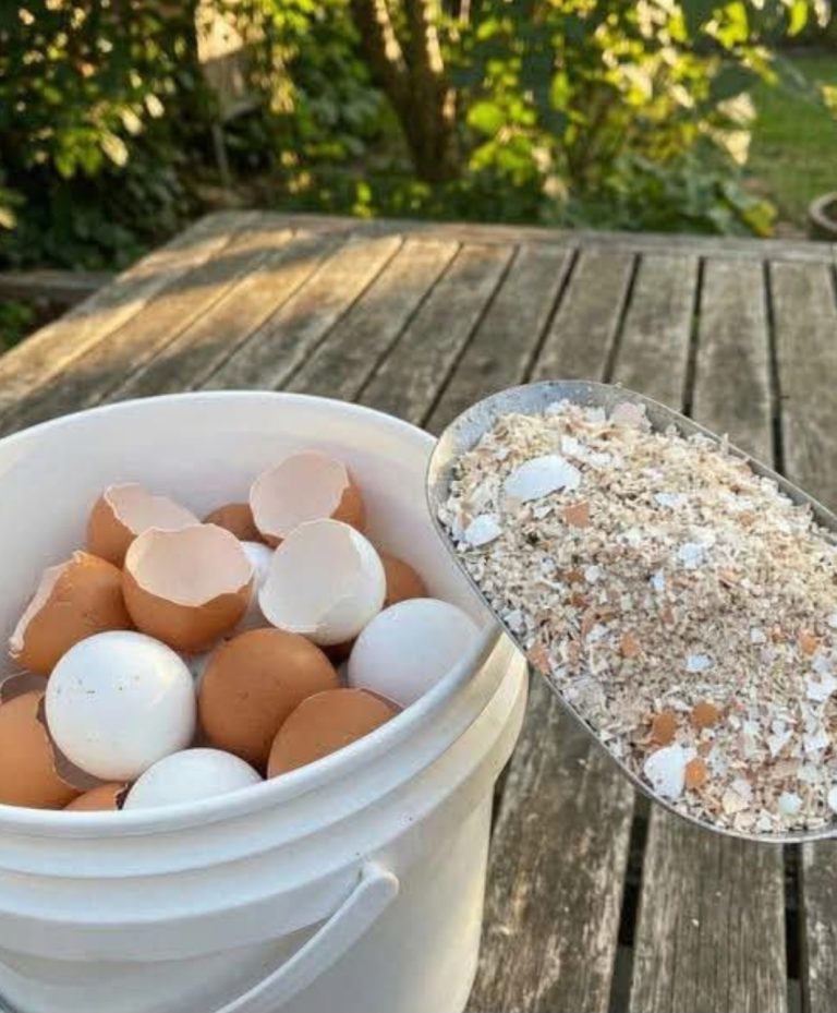 How to Boil Eggshells for Everyday Home Uses