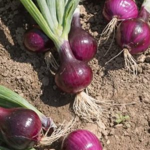 Doctors reveal that eating onion caus… See more😯⤵️