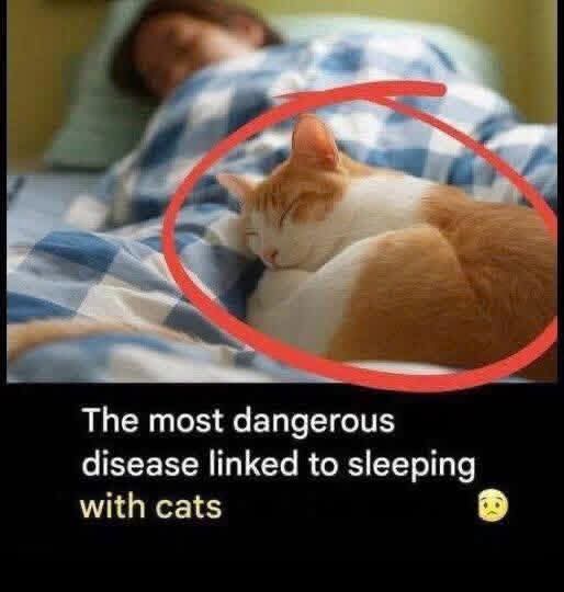 “Sleeping with Cats – What You Should Know About the Real Health Risks”