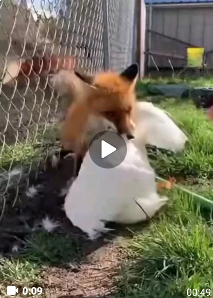 Fox tries to attack Duck