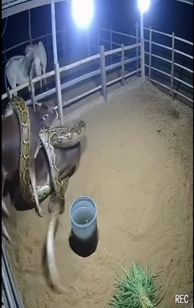 Hippo Escapes Deadly Snake Attack After Dramatic Struggle