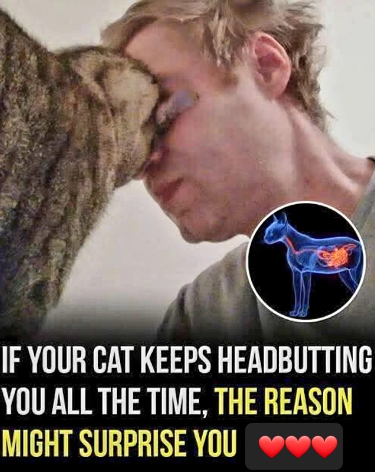 🐱 Why Your Cat Headbutts You… It Means More Than You Think 🤍