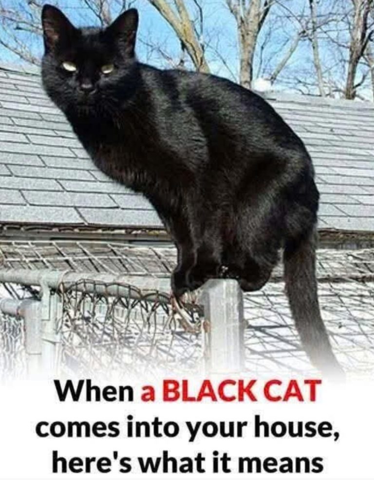 🐱 What It Means When a Black Cat Comes Toward You… The Truth Might Surprise You