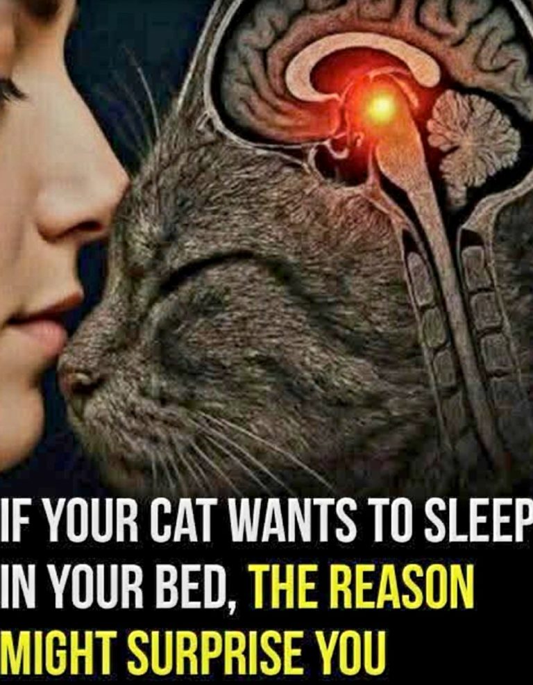 🐱 If Your Cat Wants to Sleep in Your Bed… There’s a Reason Behind It