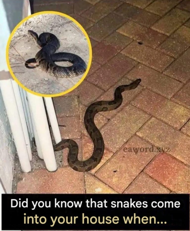 Did you know that snakes come to your house when