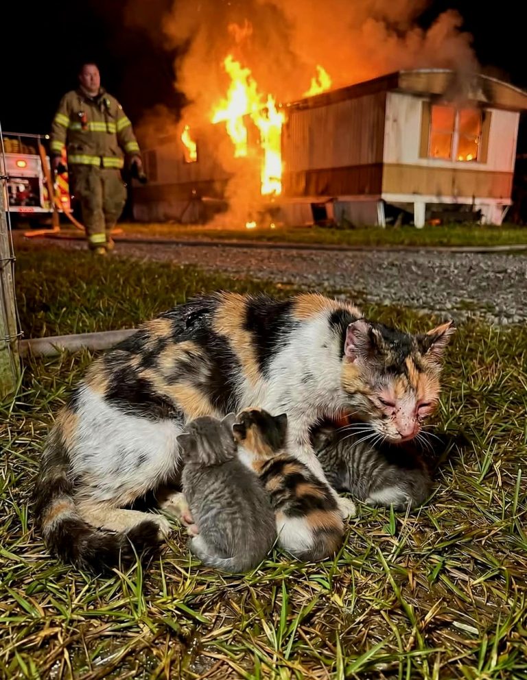 🔥 She Went Back… Again and Again — Even When She Couldn’t See