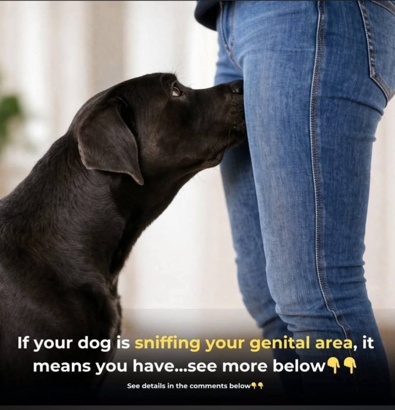 Why Dogs Sniff the Genital Area — What It Really Means