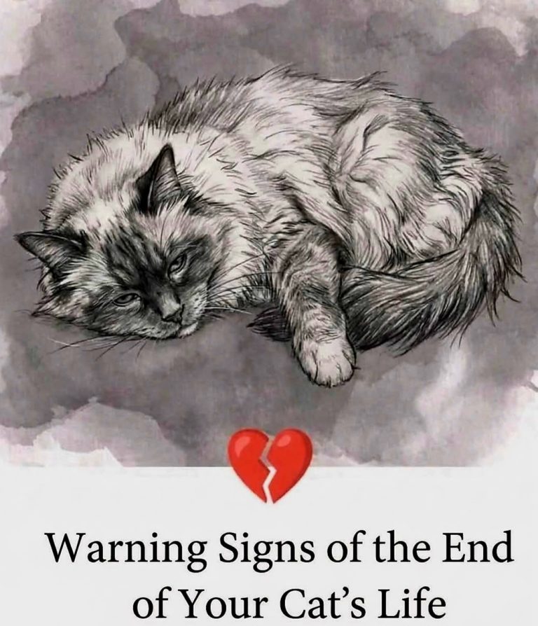 😿 11 Signs Your Cat Might Be in Serious Trouble… 😳 Many people don’t notice these signs… until it’s too late. Cats are very good at hiding pain. They don’t cry like we expect. They don’t always show obvious symptoms. But their body gives small signals… And if you know what to look for, you might be able to help in time. 👇 Read the full list in the first comment…