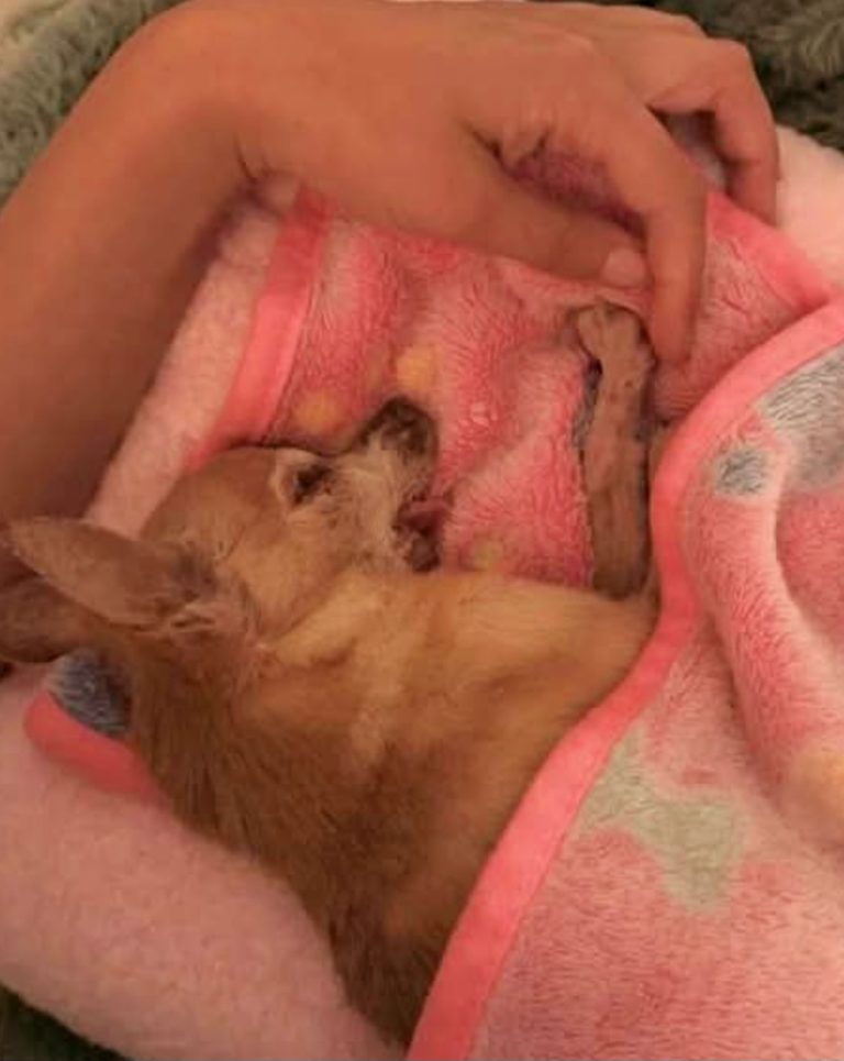 💔 She fought until her very last breath… 😔 What she did in her final moments will stay in my heart forever. 👇 Read the full story below…