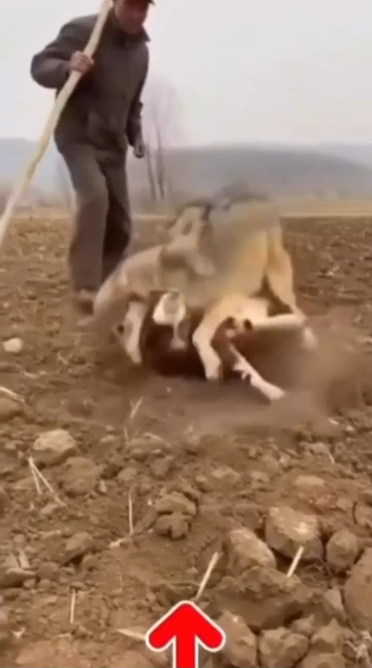 Shepherd Saves Sheep from Wolf