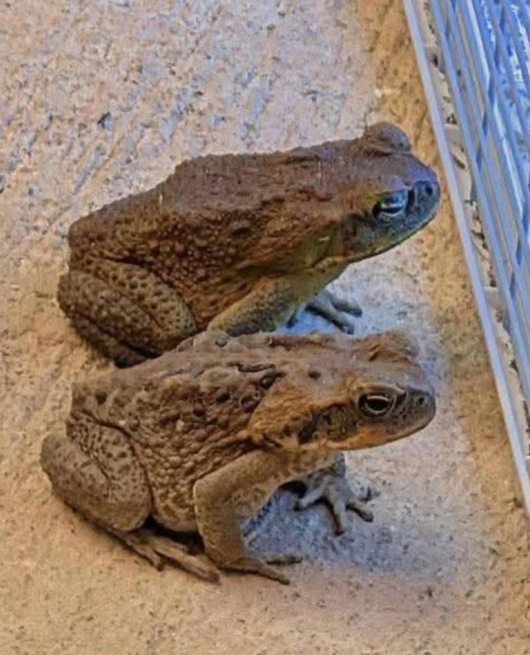 Why a Toad Might Appear in Your Home and What It Could Mean