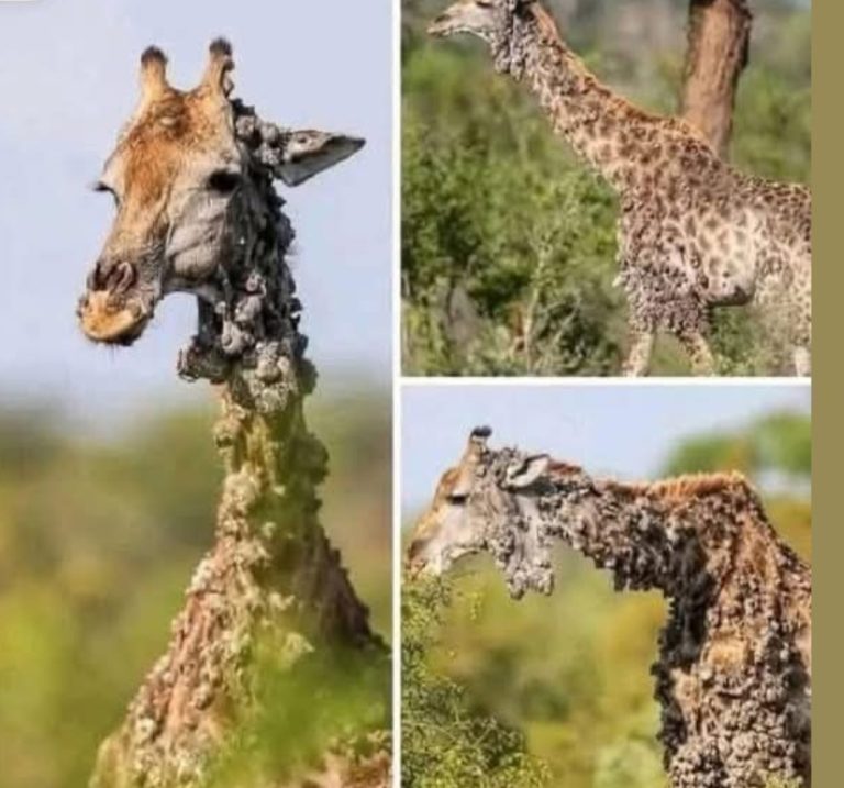 This giraffe left photographer speechless, then sad truth is revealed