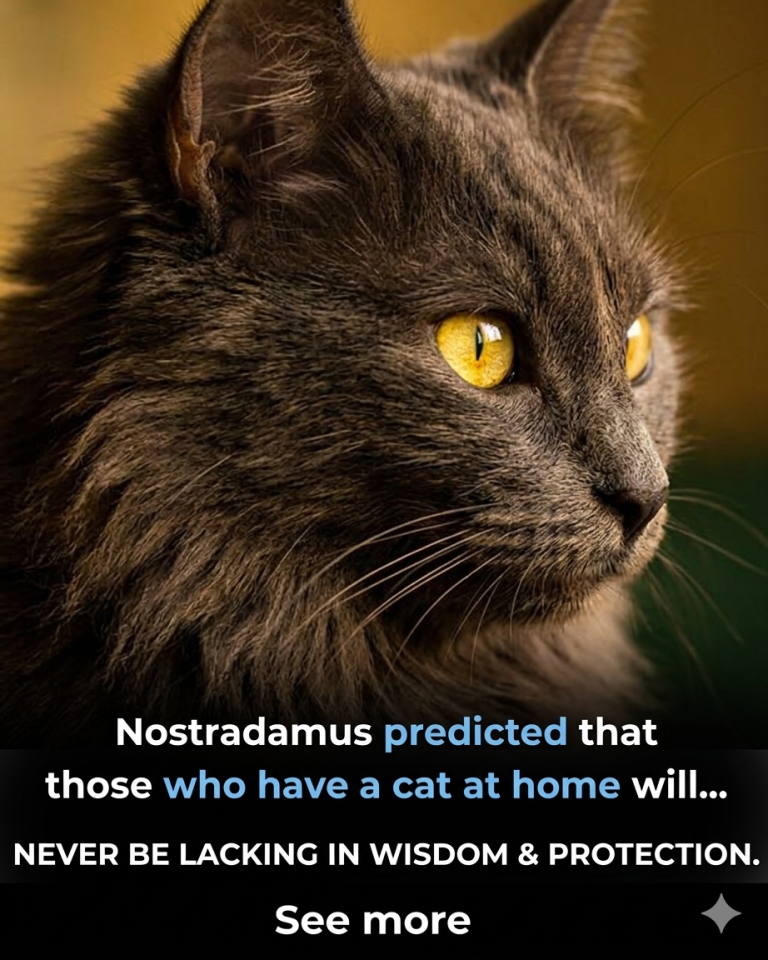 The Hidden Prediction: Why Those Who Have a Cat at Home Are Protected from an Invisible Danger…​Throughout the centuries, dating back to the era of Nostradamus and ancient mystical beliefs, cats have never been viewed as just mere house pets. They were often described as “guardians of the home” and beings capable of sensing things completely invisible to the human eye. ​An ancient secret suggests that having a cat in the room where you sleep can completely alter your well-being and energy, warding off something that modern science is only beginning to fully understand today… ​Read More 👇 (Insert your “Read More” button or page break here)