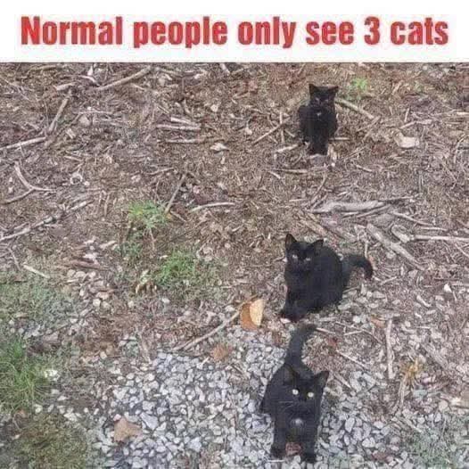 Normal people only see 3 cats but…