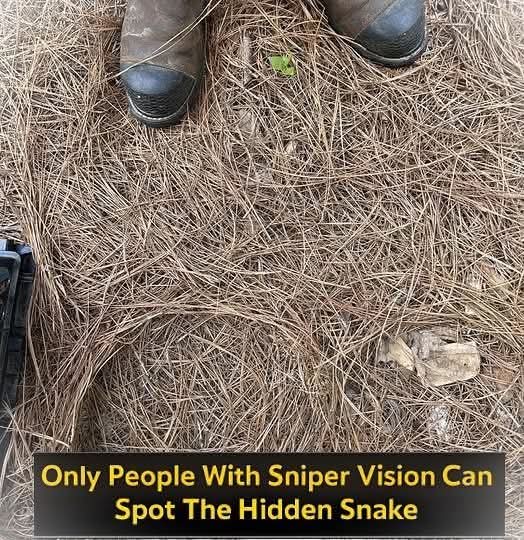 If You Have Sharp Eyes, You’ll Spot the Hidden Snake—Most People Miss It!