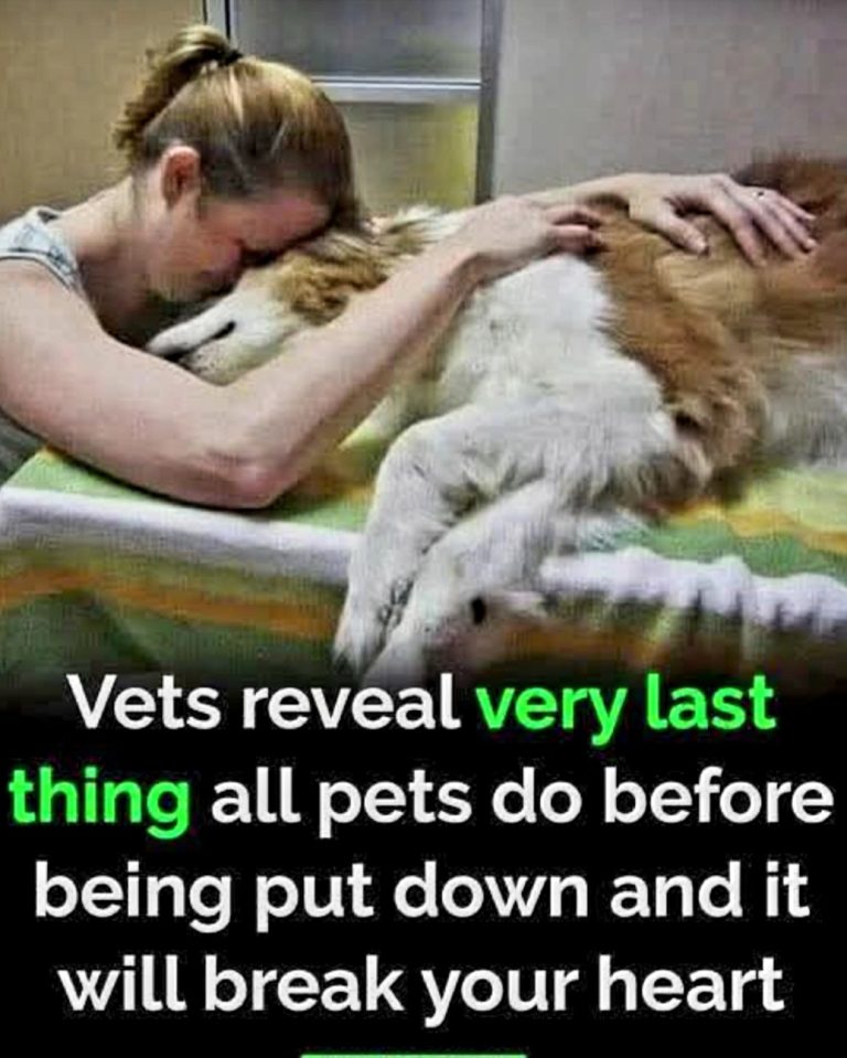 Pets’ Final Moments: Vets Share Heartbreaking Truth