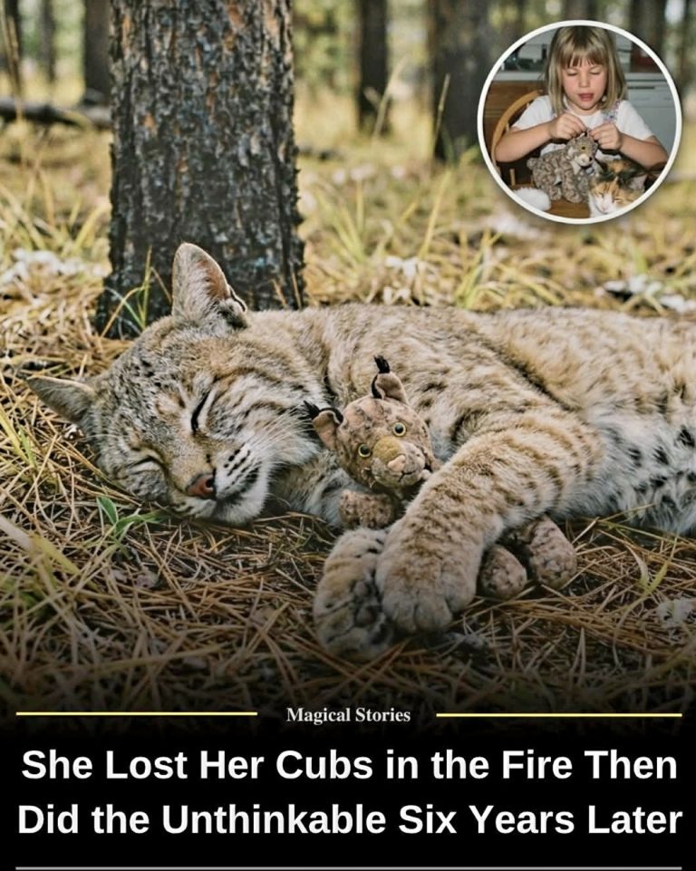 🔥 A Wildfire Took Her Cubs — What This Broken Bobcat Did Years Later Left Rangers in Tears