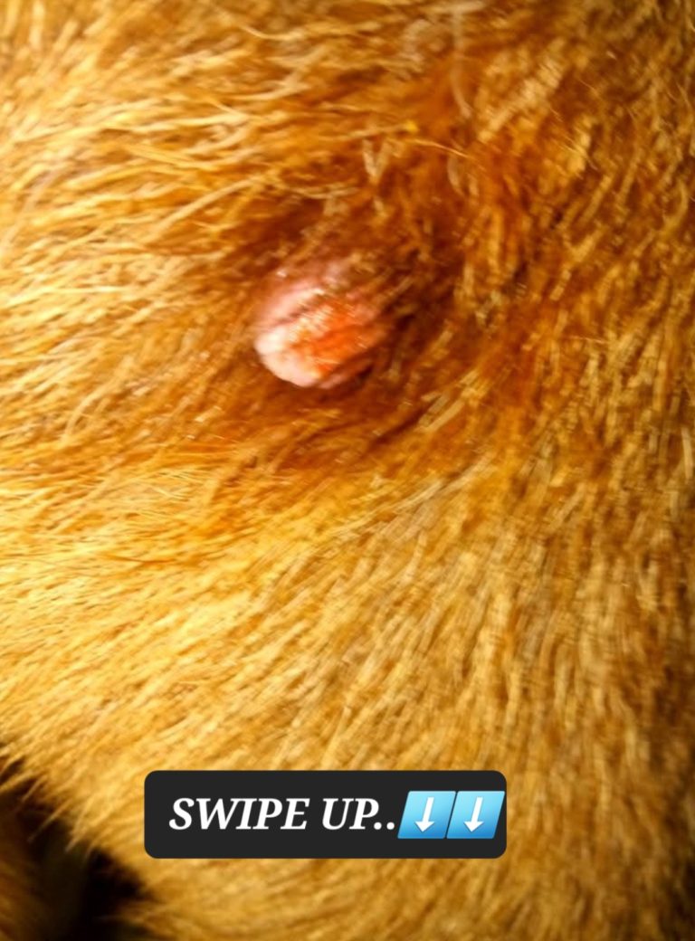 Hidden Danger in Animals: What You Need to Know About Cysts That Can Appear Without Warning 🐾💔
