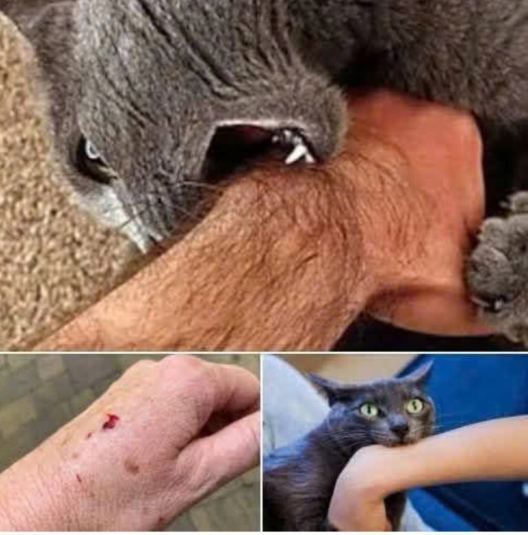 If a Cat Bites You, It May Not Mean What You Think… 🐈👀