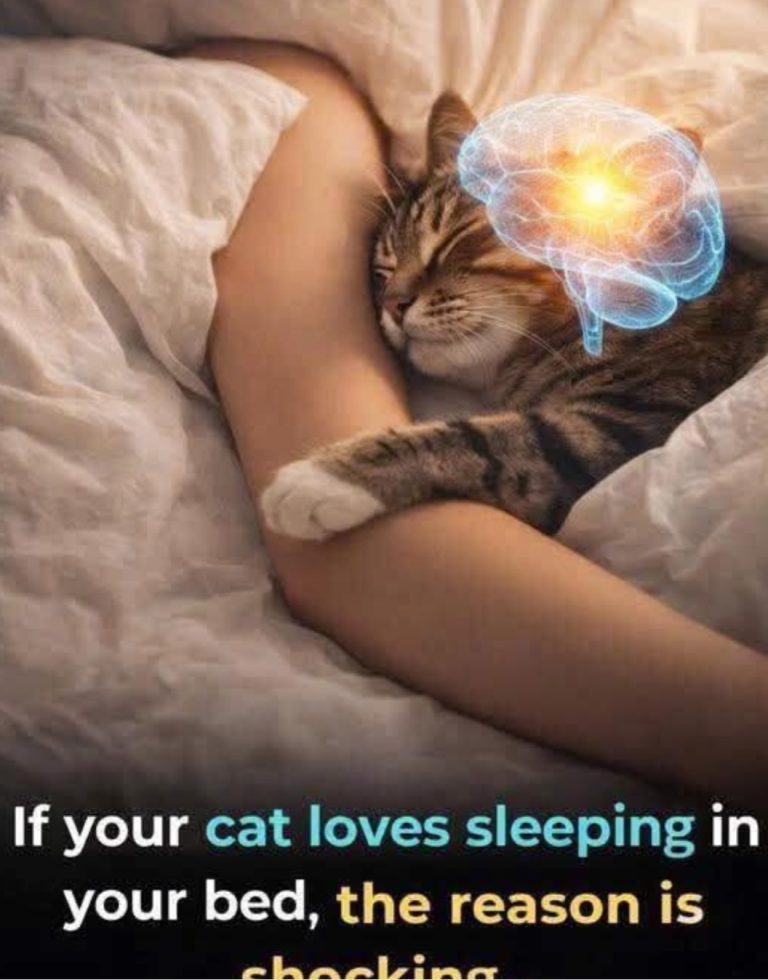 THE HIDDEN REASON YOUR CAT SLEEPS BESIDE YOU AT NIGHT… AND IT’S MORE EMOTIONAL THAN MOST PEOPLE REALIZE