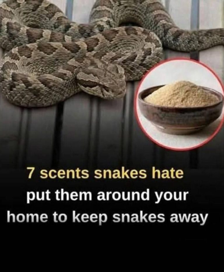 🐍 7 Smells Snakes Apparently Hate — And How Some People Use Them Around Their Homes Many homeowners look for natural ways to discourage snakes from entering yards, gardens, or outdoor spaces. While no smell works as a guaranteed solution, some scents are commonly believed to make snakes avoid certain areas. 👇👇