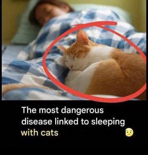 Is it actually safe to sleep with your cat? 🐈💤 While cuddling with our furry friends is comforting, experts are warning about “the most serious illness” linked to sharing a bed with felines. Find out what it is, how to recognize the signs, and the simple tips to keep both you and your cat perfectly safe! 👇 ​🔴 Read the prevention tips in the first comment below! 👇